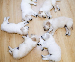 hkj:  Circle the Pups, puppies, sleeping, circle uploaded by K9 Poster 