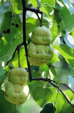 mushroomflesh:  h0stilis:  picalla:  Chinese farmer Hao Xianzhang has perfected the process of growing pears inside Buddha shaped plastic molds. They are sold at 50 yuan (about ů.32 USD) in the village of Hexia, China and are thought to bring good