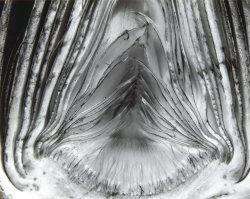 Artichoke Halved photo by Edward Weston, 1930