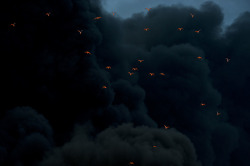theanimalblog:  Fire reflected on birds in smoke - fire at Moerdijk, the Netherlands. (©Coen Robben           