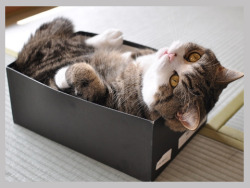 yourcuntingdaughter:  jgxx:  IS THAT CAT IN A FUCKING BOX!? DON’T WORRY EVERYONE! I’M CALLING THE COPS AS I TYPE!  SOMEONE GET THAT GET OUT OF THAT BOX THAT IS JUST CRAZY  