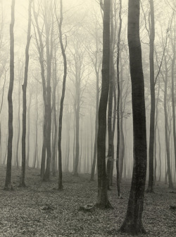 Beech forest in fog photo by Max Baur, sometime in the &lsquo;30s