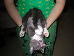 fuckyeahfelines:  This is my baby, when he was a baby. I don’t know why he’s upside down, but he’s grabbing his tail and licking his nose because he is full of sass.  Such a sassy kitty :D