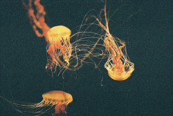 film-grain:  jellyfish (by Tom Hodgkinson) 