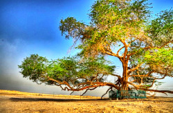 salazax:  Tree Of Life… The Tree of Life in Bahrain is one of the mysteries of world which is bound to be in the list of most unusual trees aroung the globe! This four century old mesquite tree survives in the midst of desert without availability
