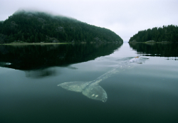 erickimberlinbowley:The Loneliest Whale in the World.In 2004, The New York Times wrote an article about the loneliest whale in the world. Scientists have been tracking her since 1992 and they discovered the problem: She isn’t like any other baleen