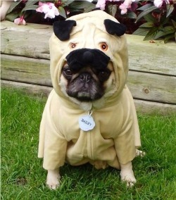pinkie-pi:  donnerdont:   a dog disguised as a dog.. the perfect disguise  Dogception.  We have to go adorabler  BAAAAAAAAHM.