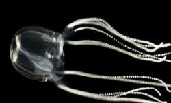spacetimecontinumm:  Brainless Jellyfish Navigates with Specialized Eyes The skyward gaze of one set of eyes belonging to box jellyfish  provides evidence that these creatures - which lack a conventional brain  - are capable of sophisticated behavior.