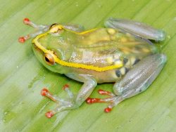 ohscience:  This pregnant frog with translucent skin is one of five “lost” amphibian species recently rediscovered in the Democratic Republic of the Congo.  