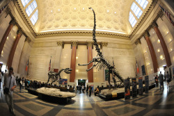 amnhnyc:  This photo was taken by Denis to document the ongoing renovation of the Roosevelt Rotunda. You can see the new walkway beneath the Allosaurus and Barosaurus.  This is so ridiculously nostalgic to me.Eh, story time:So, when I was little