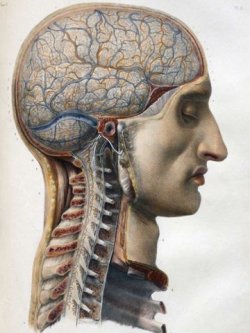 tr14ngl3:  human anatomy From: ’Traité complet de l’anatomie de l’homme, comprenant la médecine opératoire’ by Jean-Baptiste Marc Bourgery 