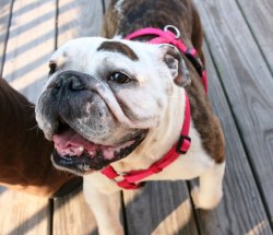 fuckyeahbulldog:  Oh man, almost forgot to introduce you guys to the newest member of the FYBD family! This is Georgia. Georgia is a 5-year-old English Bulldog. I picked her up 10 days ago from a rescue based out of Maryland. She’s a runty little thing.