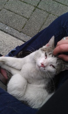 Sat down to talk to a stray cat. It crawled in my lap and went to sleep. O_o