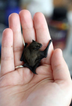 chainsawmascara:  megmazzaro:  I want one so bad.   GIVE IT TO ME NOW OH MY GOODNESS I NEED A LITTLE BLACK ADORABLE THING TO SNUGGLE UNTIL ITS LITTLE BATTY EYES POP OUT GIVE IT TO ME SJDKSJFIKSNMJFK BUT DADDY I WANT A SQUIRREL. (+10 points to your house