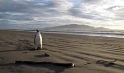 today:   Emperor penguin found far from Antarctic home Aquatic bird likely took wrong turn while hunting, expert says, ended up stranded on New Zealand beach.  Hey, where did everyone go? 
