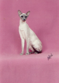 I fucking love Siamese cats. Caturday! (This one is absolutely lovely!)