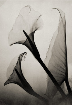 Untitled (Calla Lily X-Ray) by Thomas W. Louyle, 1930