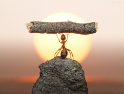 bad ass ant