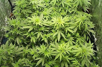 Male female cannabis plant pre flower sex porn pictures