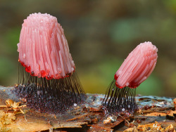 rotting: Stemonitis fusca is a rather marvelous species of slime mold that carries its jelly-like spore-forming fruiting bodies on curious stilts | photo by Nick Cantle | +