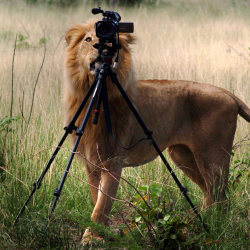 jonwithabullet-deactivated20190:  A lion decides he’s had enough of being photographed - and tries to steal a photographer’s camera. The lion and his pride had been followed by a film crew in Okavango Delta, Botswana, for days - and obviously decided