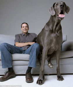 discoverynews:  Meet George, the Great Dane who is the world’s largest dog. He’s terrified of water and, of course, a gentle, sweet giant.  He’s listed the Guinness Book of World Records as the world’s tallest living dog  (43 inches from paw to