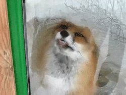 the-absolute-funniest-posts:  catolicious: Foxface you so goofy  Firefox has encountered a problem with Windows Firefox has encountered a problem with Windows Firefox has encountered a problem with Windows Firefox has encountered a problem with Windows