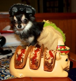 theclearlydope:  Hello Goodmorning: It’s Taco Tuesday. My day may be made knowing there is such a thing as a taco holder. imagevia 