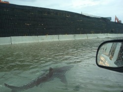 theamericankid:  Street Sharks: Puerto Rico hit by Hurricane Irene and sharks swam the flooded streets  this is fucking terrifying