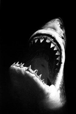 contemporary-art-blog:    American artist Robert Longo, Perfect Gods: Untitled (Shark 7), 2007Contemporary-Art-Blog  