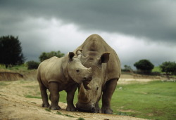 e-a-r-t-h:  A mother and baby rhinoceros at the San Diego Wild Animal Park. 