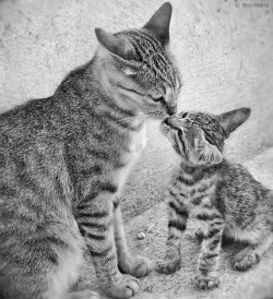 allessandrus:  Family Kiss by Ben Heine on Flickr. 