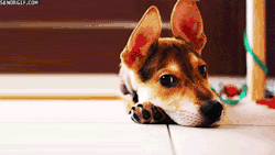 Cute Dog Ears *.*