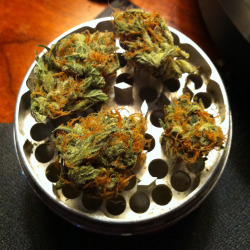 thatsgoodweed:  my mouth waters and my lungs tingles at the sight of such vibrant dank 