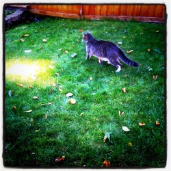 I was working in my office and heard a cat fight. Mittens, one of our cats, was defending our back yard against another cat. I really don&rsquo;t like the sounds of a cat fight! (Taken with instagram)