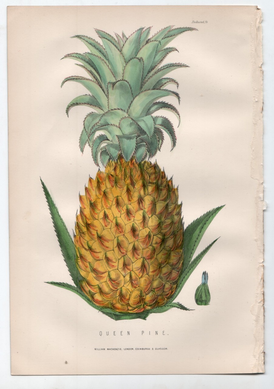 Vintage Pineapple 101