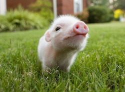 @AdorableBipolar mira &gt;_&lt; quiero uno  clubgreeneyed:  the cutest pig. be my money pig today. 