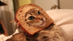 cactus-crown:   Inbread cats  stop my mom sent me a forwarded e-mail with this stop MOM  