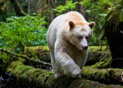 witchedways:  pleaseheadnorth-deactivated2012:  Kermode Bear (Spirit Bear) - In a moss-draped rain forest in British Columbia, towering red cedars live a thousand years, and black bears are born with white fur.  Photographs by Paul Nicklen.  bewitched