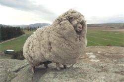 fancykraken:  god-particle:  kevigoo:   An escaped sheep was found with 60 pounds of wool. Shrek the sheep ran away and hid in a cave in New Zealand for 6 years. When Shrek was finally found in 2004, the sheep had gone unsheared for so long that it had