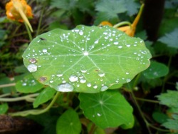 lindtbarton:  Day 31, 11th October Rain droplets on the leaf of a nasturtium. 