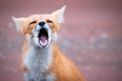 oracularowl:  PEI Red Fox (by Insight Imaging: John A Ryan Photography) 