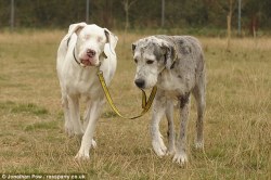 dreamerforhappiness:   0mysticalbeast0:   danandphilmemes:       carrots-and-turtles:   ohmygodard:     Lily is a Great Dane that has been blind since a bizarre medical condition required that she have both eyes removed. For the last 5 years, Maddison,