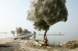 wrapped-in-plastic:   seanlennon: forestmilk:  An unexpected side-effect of the flooding in parts of Pakistan has been that millions of spiders climbed up into the trees to escape the rising flood waters. Because of the scale of the flooding and the fact