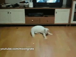the-absolute-funniest-posts:  The elusive red dot. [video] [moar Frogman GIFs]  From thefrogman, follow thefrogman for more posts like this  This is a cool blog to follow  lol