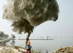seainmylungs:  As Pakistan suffers flooding, the people of Sindh are witnessing dozens of trees become completely engulfed with spider webs. The spiders climb up the trees from the water in refuge, and start making their webs. As the trees become cocooned