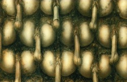 rudegurltori:  Landscape XX  1973 H.R. Giger This painting was reproduced on a poster included with DKs Frankenchrist LP (Alternative Tentacles 1985) 