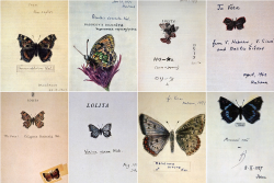  Nabokov’s Drawings: “The drawings of  butterflies done by Vladimir Nabokov were intended    for “family use.” He made  these on title pages of various editions of    his works as a gift to his wife and  son and sometimes to other    relatives.