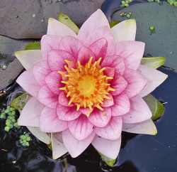 silky-sand:  aztec-child:  fabulousflora:  This waterlily plant was frozen under ice in the garden pond for two months last winter. It’s taken all summer to produce this single bloom - but it was worth waiting for….  be kind to your mind, body, and