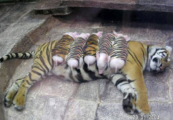 aubsticle:  teacuppiggies:  A tiger mother lost her cubs from premature labour. Shortly after she became depressed and her health declined, and she was diagnosed with depression. So they wrapped up piglets in tiger cloth, and gave them to the tiger. The